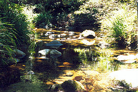 Image illustrative de l'article Parc national Washpool