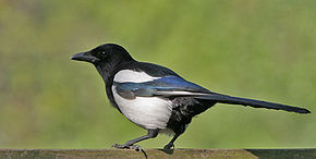 Oiseau à longue queue, blanc et noir à reflets métalliques bleutés