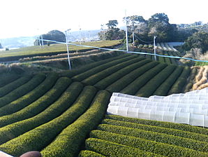 Omaezaki green tea fields.JPG