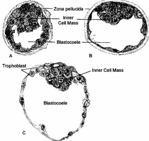 Blastocyst.gif