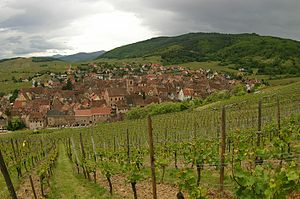 Descending into Riquewihr through vineyards.jpg