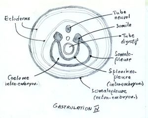 EmbryonGastrulationIV.jpg