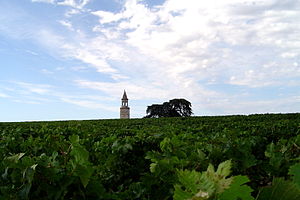 Vineyard in the Haut-Medoc.jpg