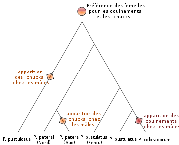 Arbre phylogénétique montrant les relations entre des espèces du genre Physalaemus, et l'apparition supposée de deux types de cris mâles, les couinements et les chuks et de la préférence des femelles pour ces cris. Physalaemus pustulatus du Pérou est le groupe frère du groupe d'espèces Physalaemus pustulatus et Physalaemus coloradorum. Le groupe ainsi constitué a pour groupe frère l'espèce Physalaemus petersi, possédant deux populations distinctes, du nord ou du sud. L'espèce Physalaemus pustulosus est placée à la base de toutes les autres. La préférence des femelles est apparue avant la divergence entre toutes les espèces présentées. Les chucks sont apparus deux fois indépendamment chez les mâles, une chez Physalaemus pustulosus, l'autre chez Physalaemus petersi du sud. Les couinements sont apparus une fois chez Physalaemus coloradorum.