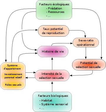 Diagramme présentant les relations entre la sélection sexuelle et différents facteurs qui lui sont liés. Le système d'appariement, l'investissement parental relatif et les rôles sexuels de l'espèce (dépendant de la sélection sexuelle) influe sur le taux potentiel de reproduction, lui-même influant sur le sexe ratio opérationnel, qui modifie le potentiel de la sélection sexuelle, déterminant (avec les facteurs biologiques de l'espèce tels que l'habitat et les caractéristiques sensorielles) l'intensité de la sélection naturelle. L'histoire de vie des individus dépend par ailleurs de la sélection sexuelle, du système d'appariement, de l'investissement parental relatif et des rôles sexuels, et influe sur la valeur du sexe ratio opérationnel. Enfin, des facteurs écologiques comme le taux de prédation et l'abondance et la distribution des ressources influent sur l'histoire de vie, le potentiel de la sélection sexuelle, le système d'appariement, l'investissement parental relatif et les rôles sexuels.