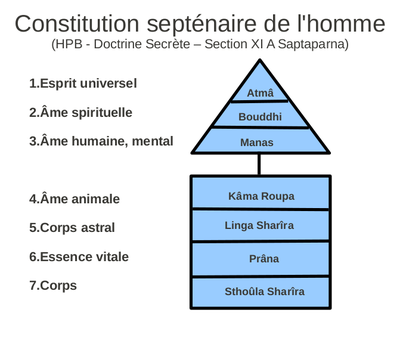 Constitution septenairen de l'homme.png