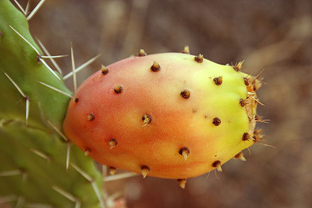  Fruit de figiuier de barbarie encore attachée au cactus