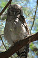 Verreaux's Eagle Owl in Larsens Camp.jpg