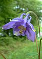 Aquilegia vulgaris Gaffard.jpg