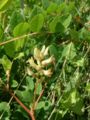 Astragalus glycyphyllos1.jpg