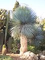 Yucca rostrata.jpg