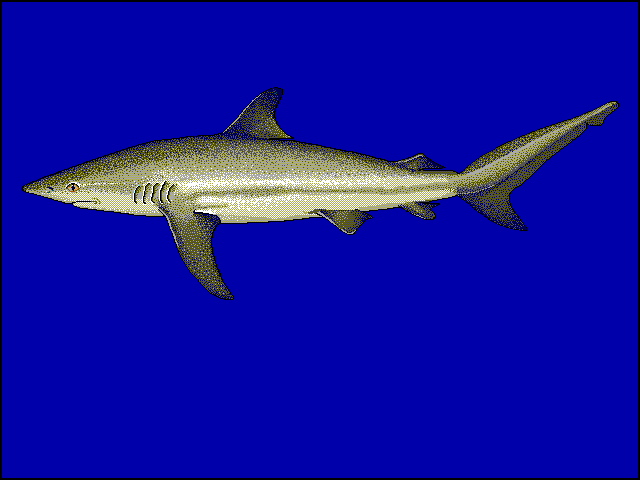  Carcharhinus obscurus