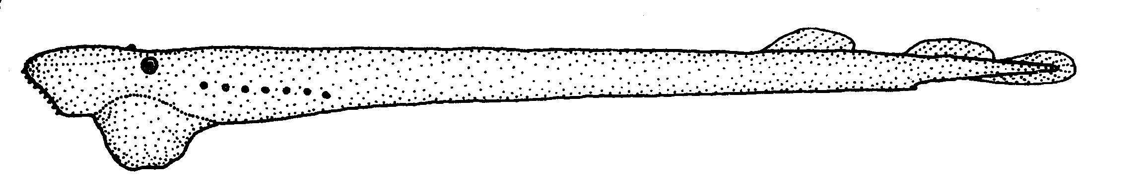  Geotria australis
