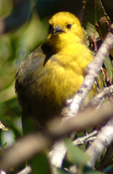  Mohoua à tête jaune (Mohoua ochrocephala)