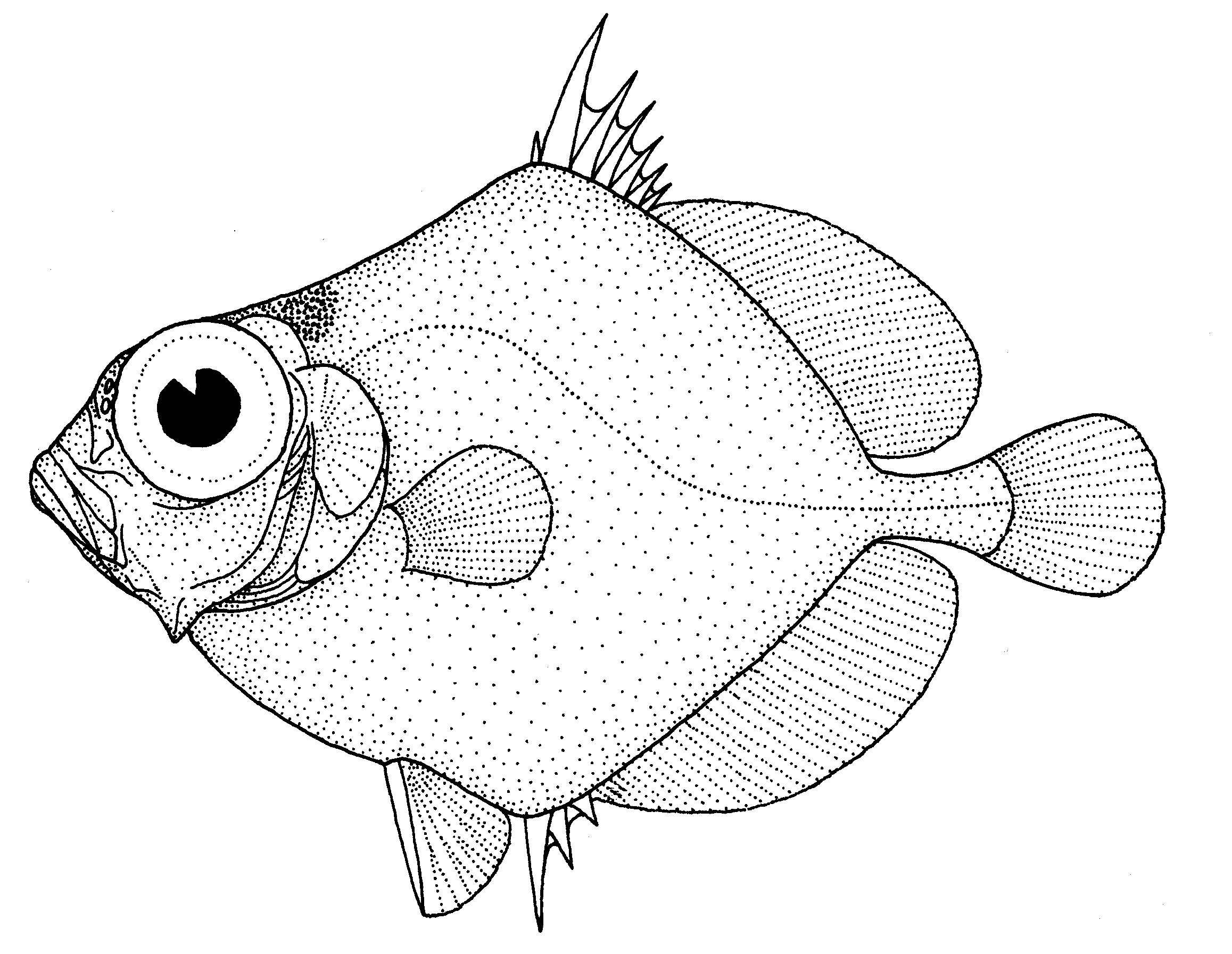 Neocyttus rhomboidalis
