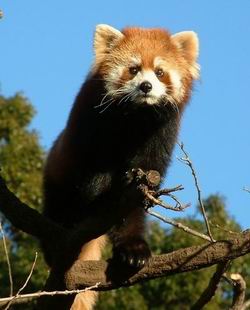  Petit panda du zoo de Yokohama
