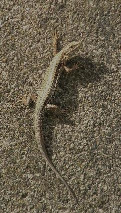  Lézard des murailles Podarcis muralis