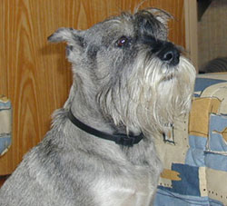 Standard schnauzer.jpg